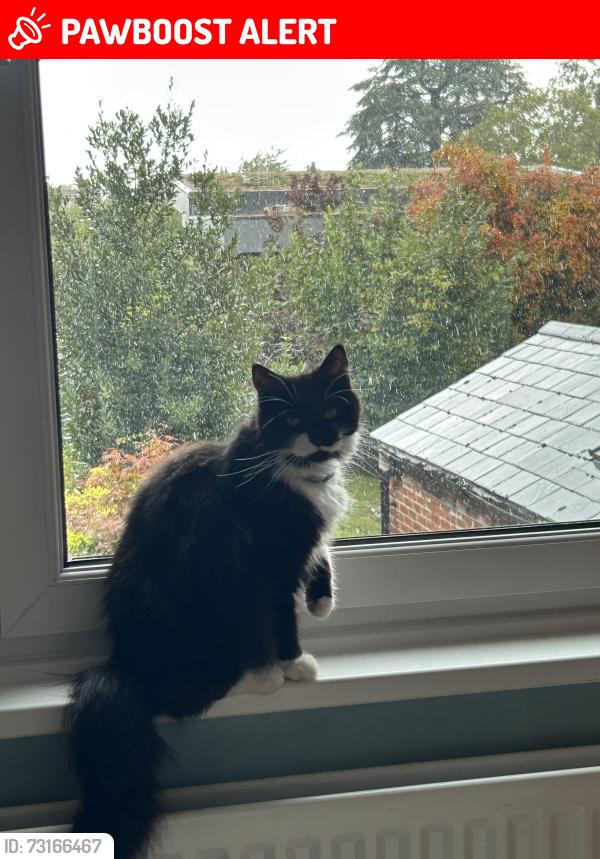 Lost Female Cat last seen Fairacres Road, Oxfordshire, England OX4 1TG