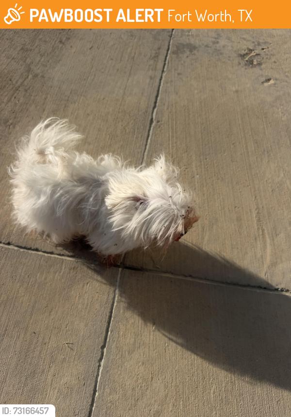 Found/Stray Unknown Dog last seen Hatley Elementary School, Fort Worth, TX 76131