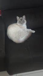 Lost Male Cat last seen Perto da minha casa, Jardim Oriental (Parelheiros), SP 04894-280