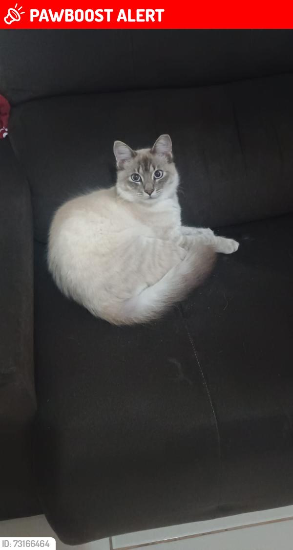 Lost Male Cat last seen Perto da minha casa, Jardim Oriental (Parelheiros), SP 04894-280