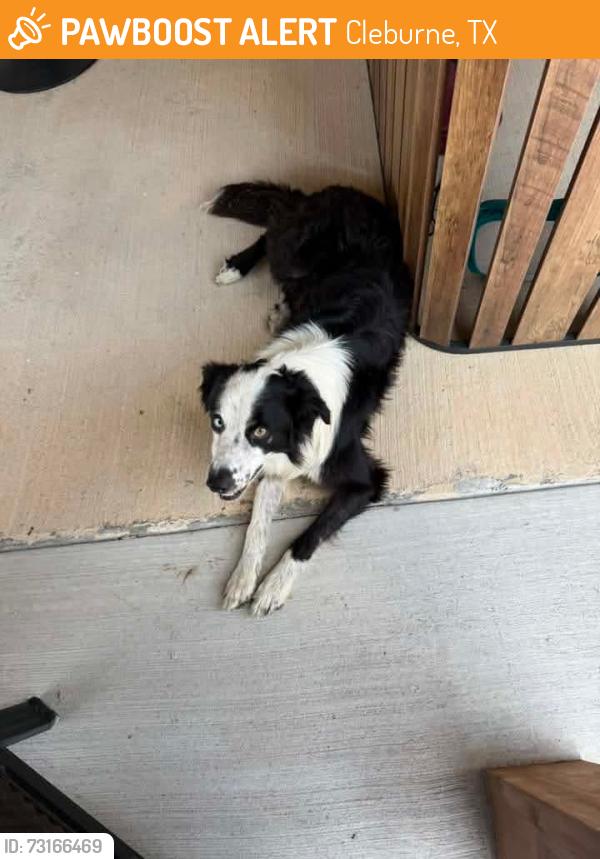 Found/Stray Male Dog last seen Behind the Cleburne airport in Temington Ridge., Cleburne, TX 76033