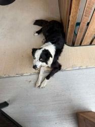 Found/Stray Male Dog last seen Behind the Cleburne airport in Temington Ridge., Cleburne, TX 76033