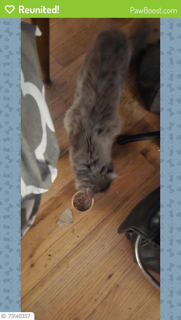Reunited Female Cat last seen Lafayette Drive / Mackland Ave, Albuquerque, NM 87106