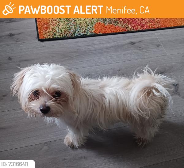 Found/Stray Male Dog last seen West Worcester & Plumb Hollow, Menifee, CA 92586