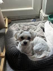 Lost Male Dog last seen HOME, West Midlands, England WV4 5BE