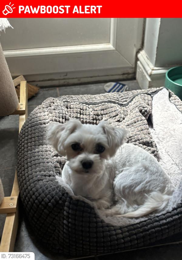 Lost Male Dog last seen HOME, West Midlands, England WV4 5BE