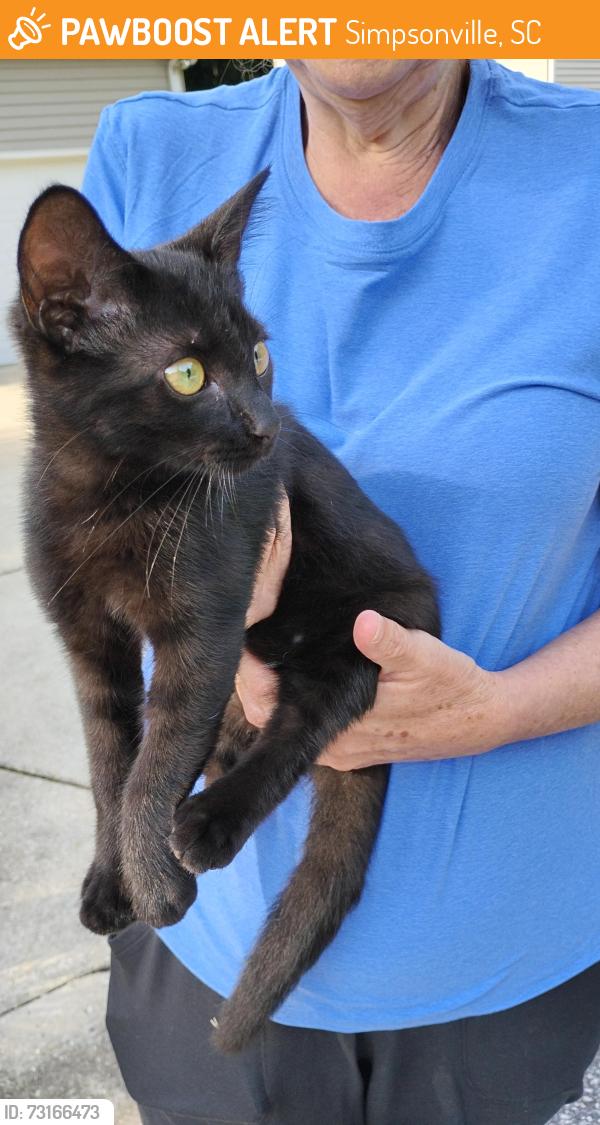 Found/Stray Female Cat last seen Summercrest circle in Summerwalk community, Simpsonville, SC 29681