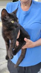 Found/Stray Female Cat last seen Summercrest circle in Summerwalk community, Simpsonville, SC 29681