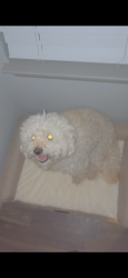 Lost Male Dog last seen Near Kittredge St, Denver, CO 80239