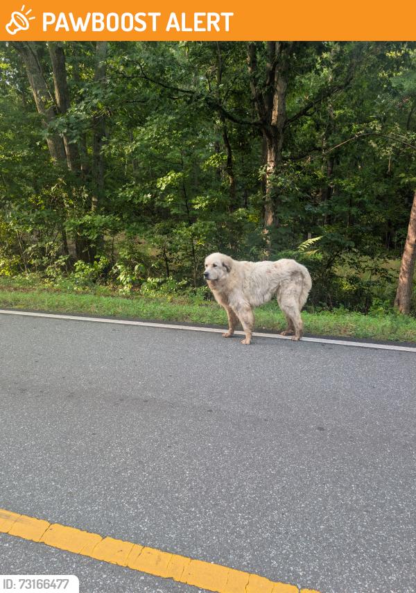Found/Stray Unknown Dog last seen Ridgewood Rd., Randolph County, NC 27248