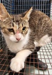 Shelter Stray Unknown Cat last seen Near S Carroll Street, APEX, NC, 27539, 820 Beacon Lake Dr, Raleigh, NC 27610, USA