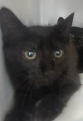 Shelter Stray Male Cat last seen Near Neutral Avenue, STATEN ISLAND, NY, 10306, 3139 Veterans Rd W, Staten Island, NY 10309, USA