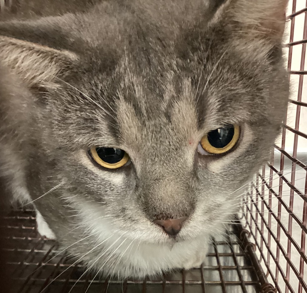 Shelter Stray Unknown Cat last seen WAKE FOREST, NC, 27588, 820 Beacon Lake Dr, Raleigh, NC 27610, USA