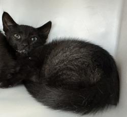 Shelter Stray Male Cat last seen Near Neutral Avenue, STATEN ISLAND, NY, 10306, 3139 Veterans Rd W, Staten Island, NY 10309, USA