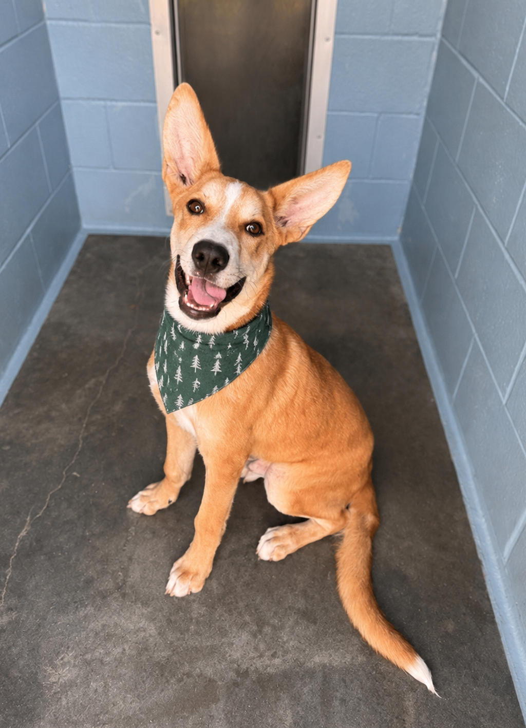 Shelter Stray Male Dog last seen Near Dale Street, LAFAYETTE, LA, 70501, 410 Dugas Rd, Lafayette, LA 70507, USA