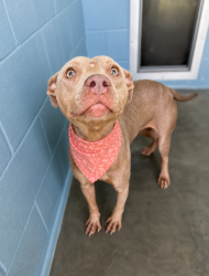 Shelter Stray Female Dog last seen Near Chester Street, LAFAYETTE, LA, 70501, 410 Dugas Rd, Lafayette, LA 70507, USA