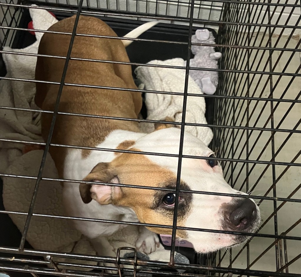Shelter Stray Female Dog last seen unknown, STATEN ISLAND, NY, 10301, 3139 Veterans Rd W, Staten Island, NY 10309, USA