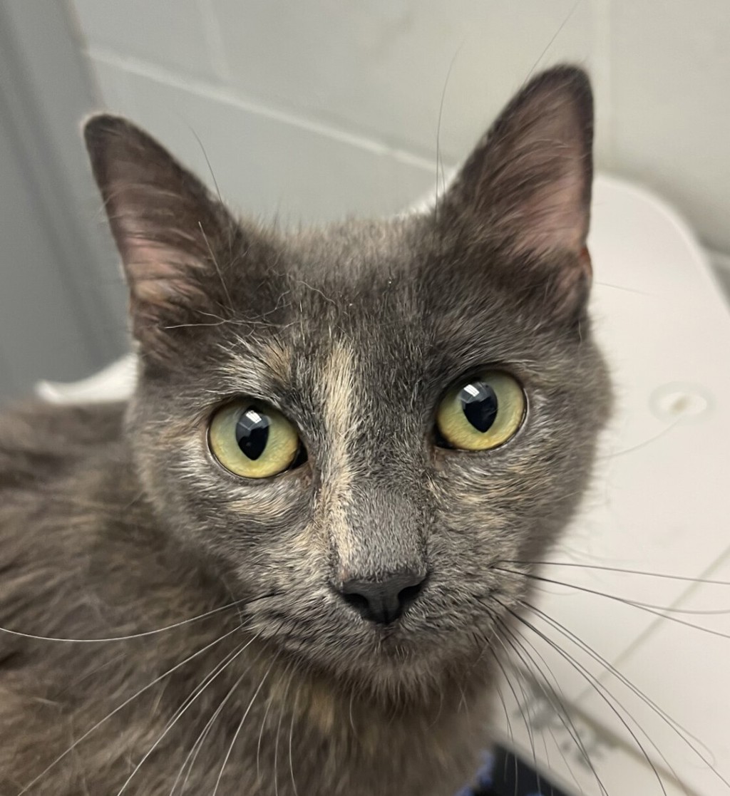 Shelter Stray Female Cat last seen Chambers and 144th, Brighton, CO, 80601, 580 McIntyre St, Golden, CO 80401, USA