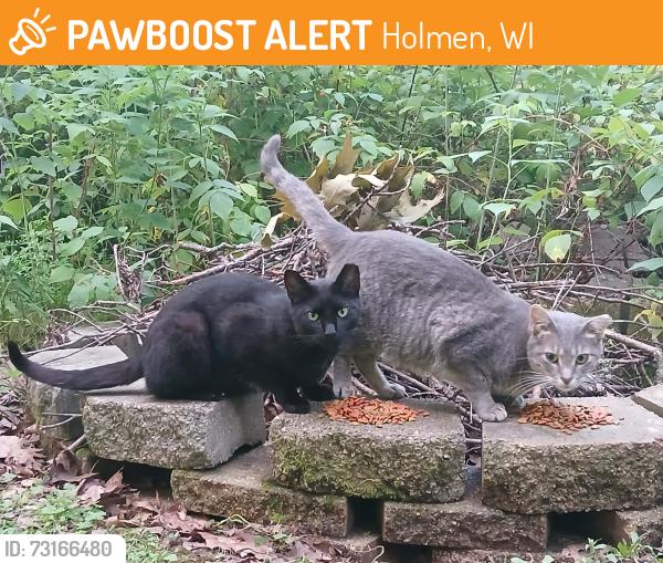 Found/Stray Male Cat last seen County Road V, County Road TT, Flaten Road, O. Thompson Road, Holmen, WI 54636
