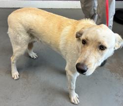 Shelter Stray Male Dog last seen porter rockwell blvd x redwood rd, Bluffdale, UT, 84065, 511 W 3900 S, Salt Lake City, UT 84123, USA