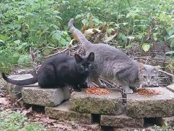 Found/Stray Male Cat last seen County Road V, County Road TT, Flaten Road, O. Thompson Road, Holmen, WI 54636