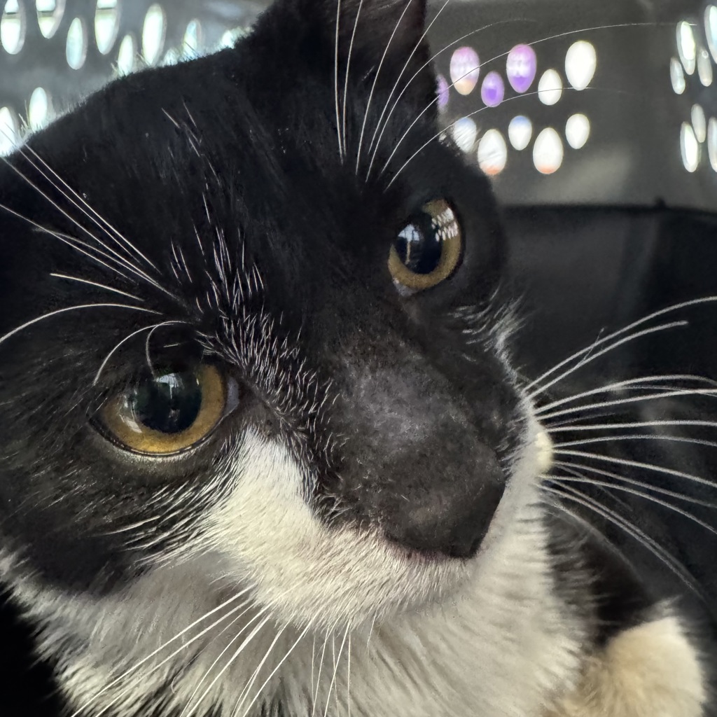 Shelter Stray Unknown Cat last seen Near SE Convenience Boulevard, ANKENY, IA, 50021, Des Moines, IA 50313