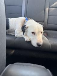 Found/Stray Male Dog last seen OKANA Indoor Water Resort, Oklahoma City, OK 73129