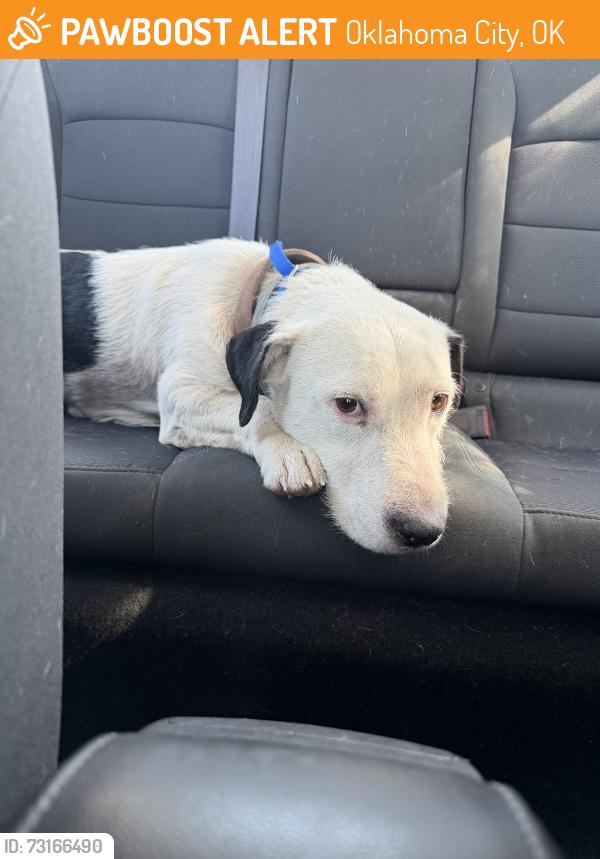 Found/Stray Male Dog last seen OKANA Indoor Water Resort, Oklahoma City, OK 73129