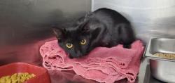 Shelter Stray Female Cat last seen Near E 2100 S, SALT LAKE CITY, UT, 84109, 511 W 3900 S, Salt Lake City, UT 84123, USA