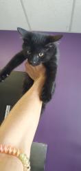 Shelter Stray Male Cat last seen Near E 2100 S, SALT LAKE CITY, UT, 84109, 511 W 3900 S, Salt Lake City, UT 84123, USA