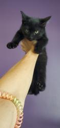 Shelter Stray Female Cat last seen Near E 2100 S, SALT LAKE CITY, UT, 84109, 511 W 3900 S, Salt Lake City, UT 84123, USA