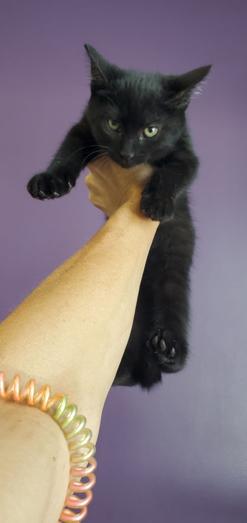 Shelter Stray Female Cat last seen Near E 2100 S, SALT LAKE CITY, UT, 84109, 511 W 3900 S, Salt Lake City, UT 84123, USA