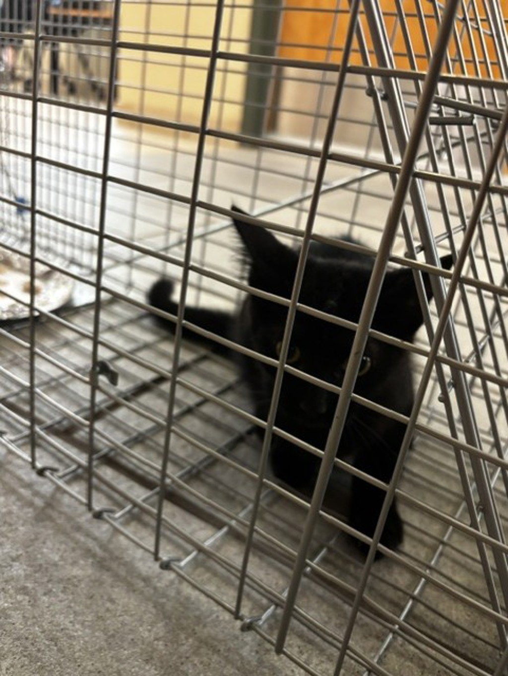 Shelter Stray Unknown Cat last seen bertrum ct, VIRGINIA BEACH, VA, 23455, 341 S Birdneck Rd, Virginia Beach, VA 23451, USA