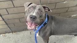 Shelter Stray Male Dog last seen Riverside Drive, NEW YORK, NY, 10025, 326 E 110th St, New York, NY 10029, USA