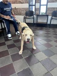 Shelter Stray Male Dog last seen Apt 1A,2788 Claflin Avenue, BRONX, NY, 10468, 326 E 110th St, New York, NY 10029, USA