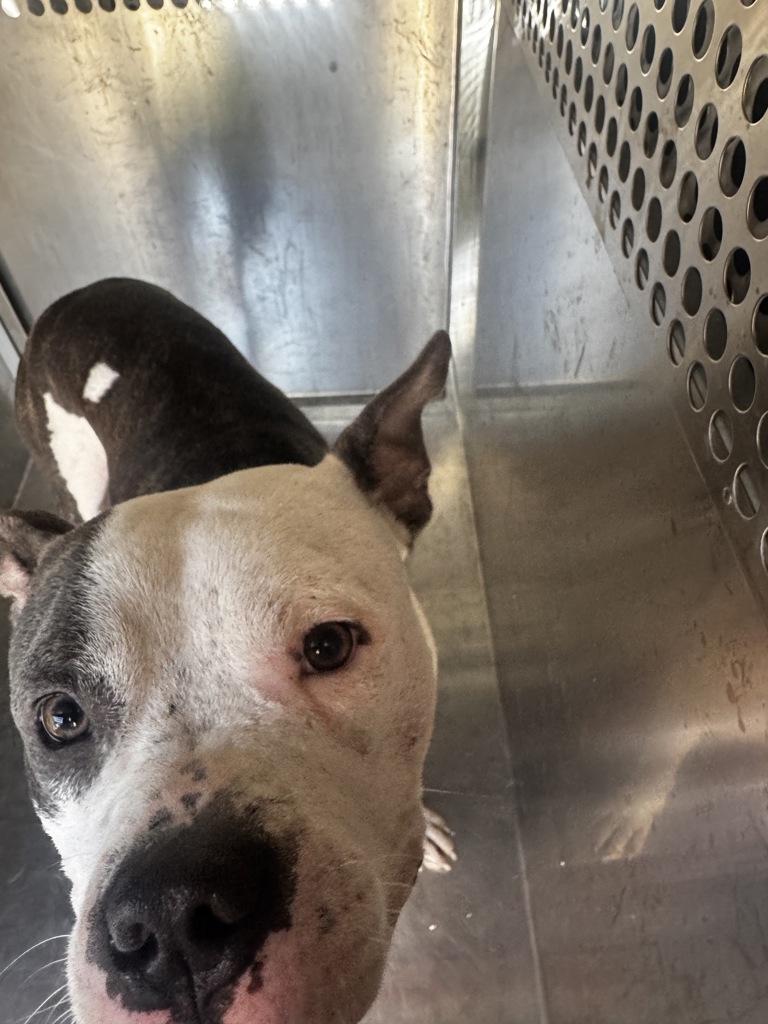 Shelter Stray Male Dog last seen Near W Anderson Lane, AUSTIN, TX, 78752, 7201 Levander Loop bldg a, Austin, TX 78702, USA