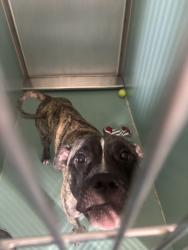 Shelter Stray Male Dog last seen Apt E2,405 Edgecombe Avenue, NEW YORK, NY, 10032, 326 E 110th St, New York, NY 10029, USA