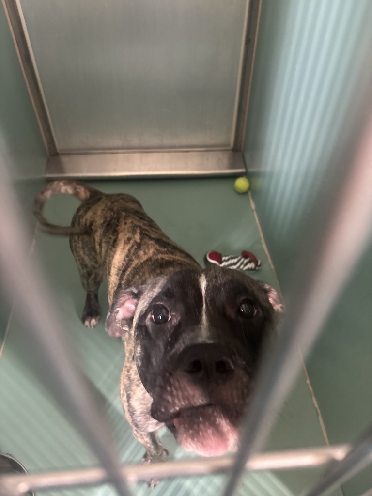 Shelter Stray Male Dog last seen Apt E2,405 Edgecombe Avenue, NEW YORK, NY, 10032, 326 E 110th St, New York, NY 10029, USA