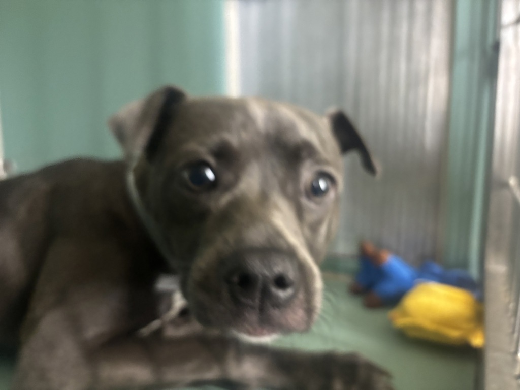 Shelter Stray Female Dog last seen Near McLellan Street, BRONX, NY, 10456, 326 E 110th St, New York, NY 10029, USA