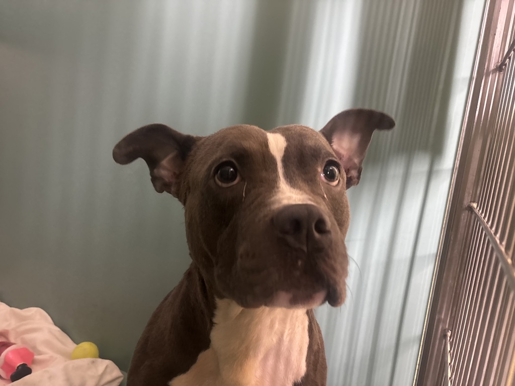Shelter Stray Male Dog last seen Near W 35th Street, NEW YORK, NY, 10001, 326 E 110th St, New York, NY 10029, USA