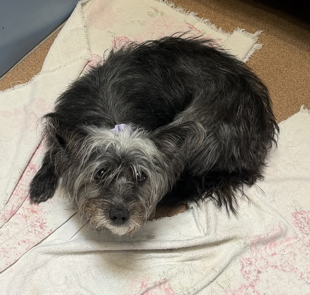 Shelter Stray Unknown Dog last seen Downtown, San Diego, CA, 92101, 5500 Gaines St, San Diego, CA 92110, USA