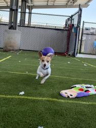 Shelter Stray Male Dog last seen Near Acari Street, San Diego, CA, 92111, 5500 Gaines St, San Diego, CA 92110, USA