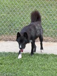 Lost Male Dog last seen Near w/hwy 150, Lincolnton, NC 28092