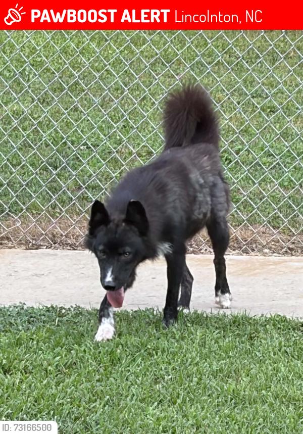 Lost Male Dog last seen Near w/hwy 150, Lincolnton, NC 28092