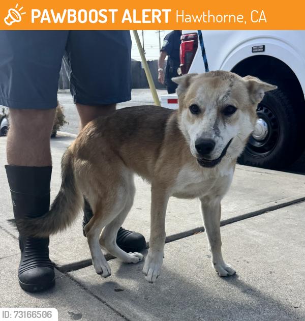 Found/Stray Female Dog last seen Prairie Ave and Imperial Hwy, Hawthorne, CA 90250