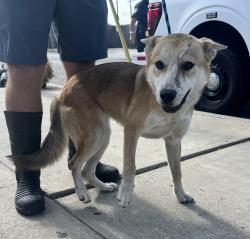 Found/Stray Female Dog last seen Prairie Ave and Imperial Hwy, Hawthorne, CA 90250