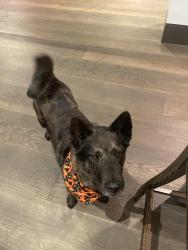 Reunited Female Dog last seen Cottonwood Lane, Holladay, UT 84117
