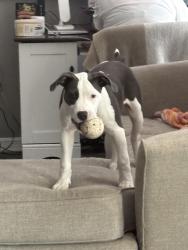 Lost Male Dog last seen moog rd and U.S route 19, Holiday, FL 34691