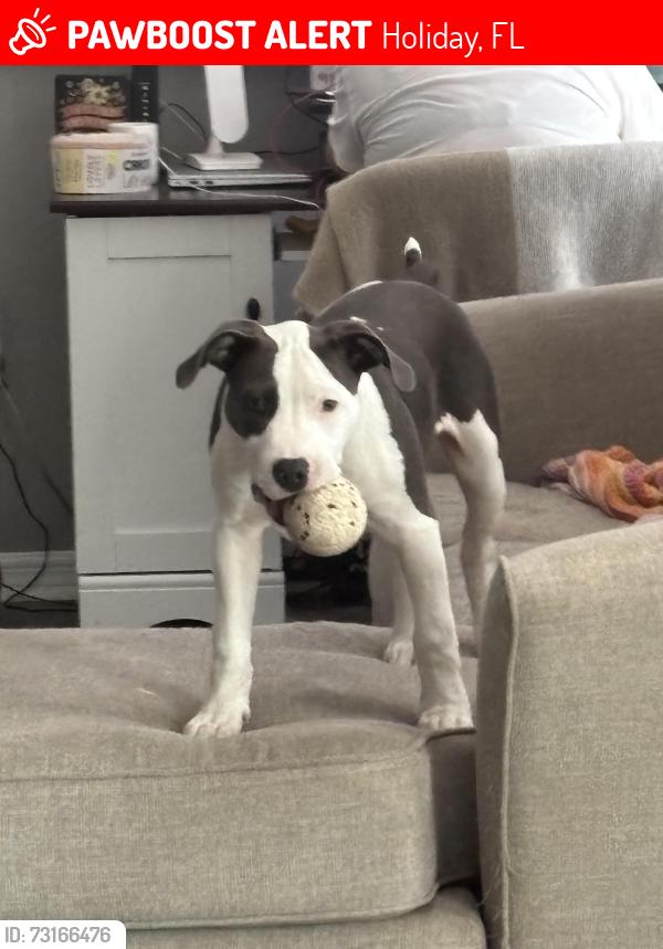 Lost Male Dog last seen moog rd and U.S route 19, Holiday, FL 34691