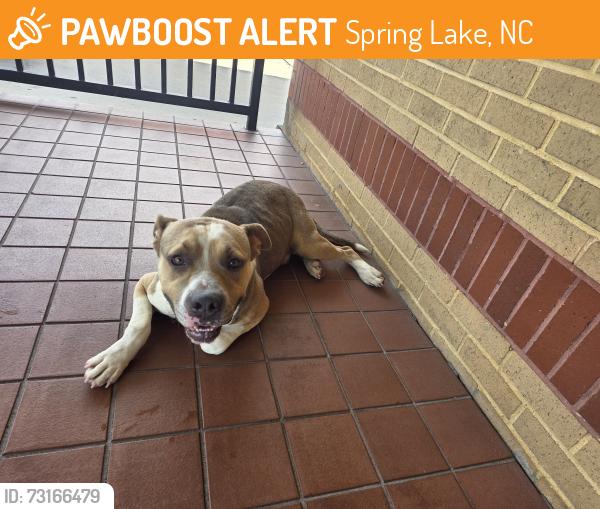 Found/Stray Unknown Dog last seen Waffle hse, Spring Lake, NC 28308